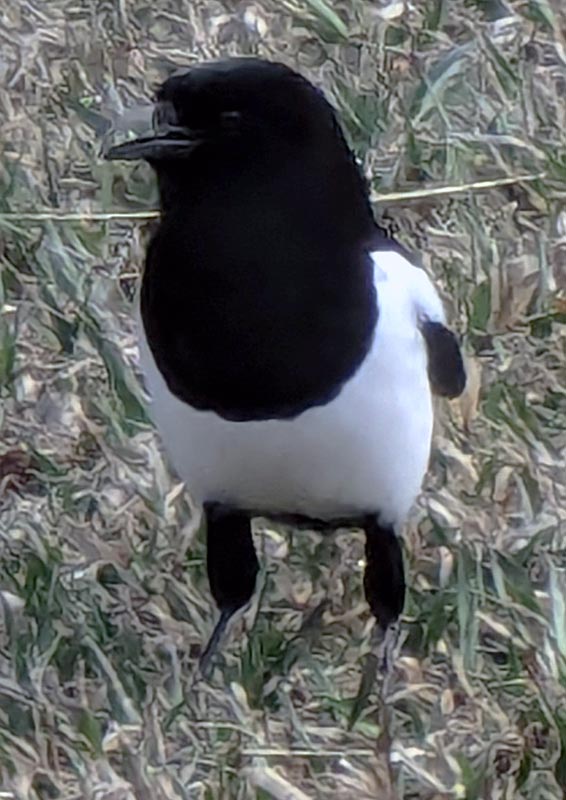 image of a black-billed magpie taken near Walter's home